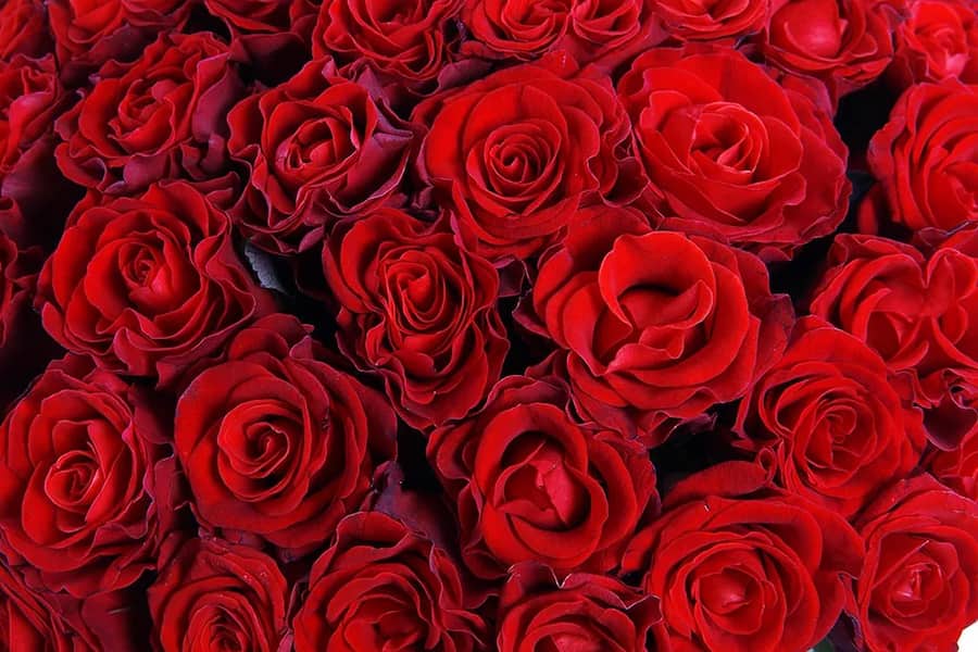 قیمت و خرید گل رز قرمز مصنوعی + فروش ارزان