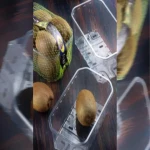 Achat de contenants d'emballage de fruits sans couvercle + Enquête sur les raisons du manque de diffusion des succès de la plupart des commerçants d'Aradi