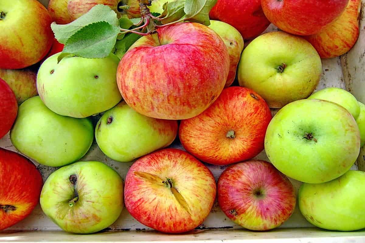 Saison de récolte des pommes à Ourmia