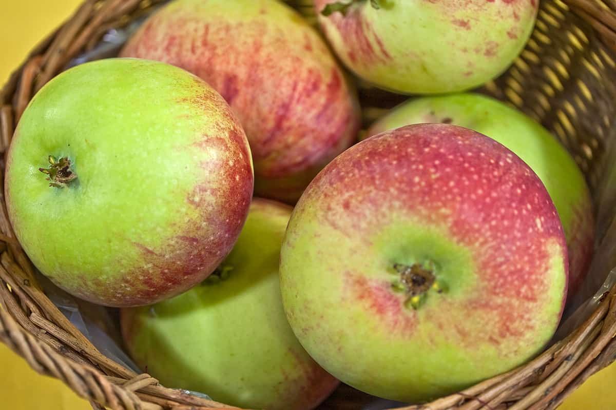 Exportation de pommes classées vers l’Europe