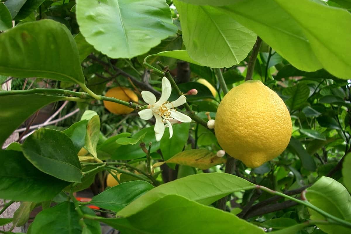 Exportation de citron vert