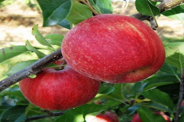 Le prix des pommes Borujerd à l'exportation