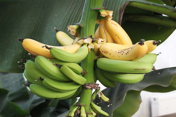 Acheter banane plantain paris