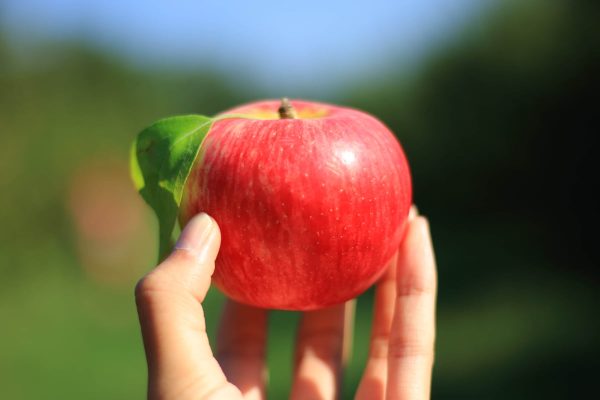 Achat et vente de pommes rouge d'exportation en Iran