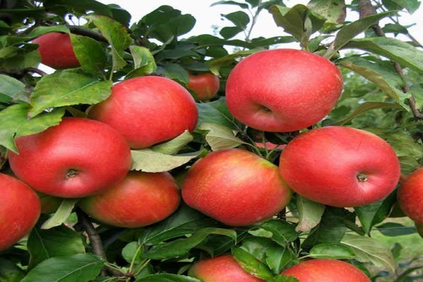 Un regard sur l'exportation de divers fruits en Iran