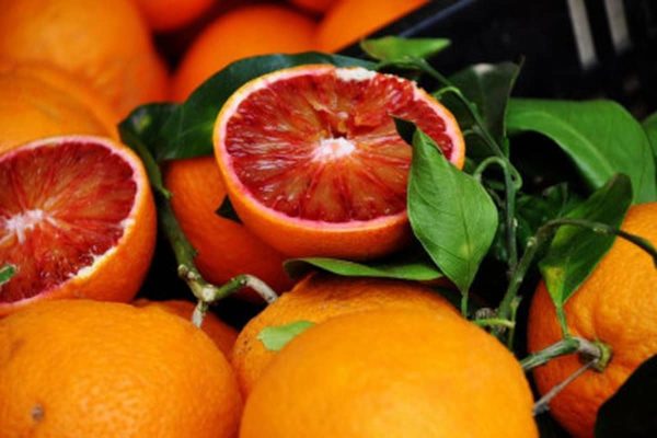 orange de sicile saison avec la meilleure qualité