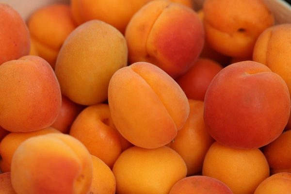 Les fruit abricot dessert avec la meilleure qualité