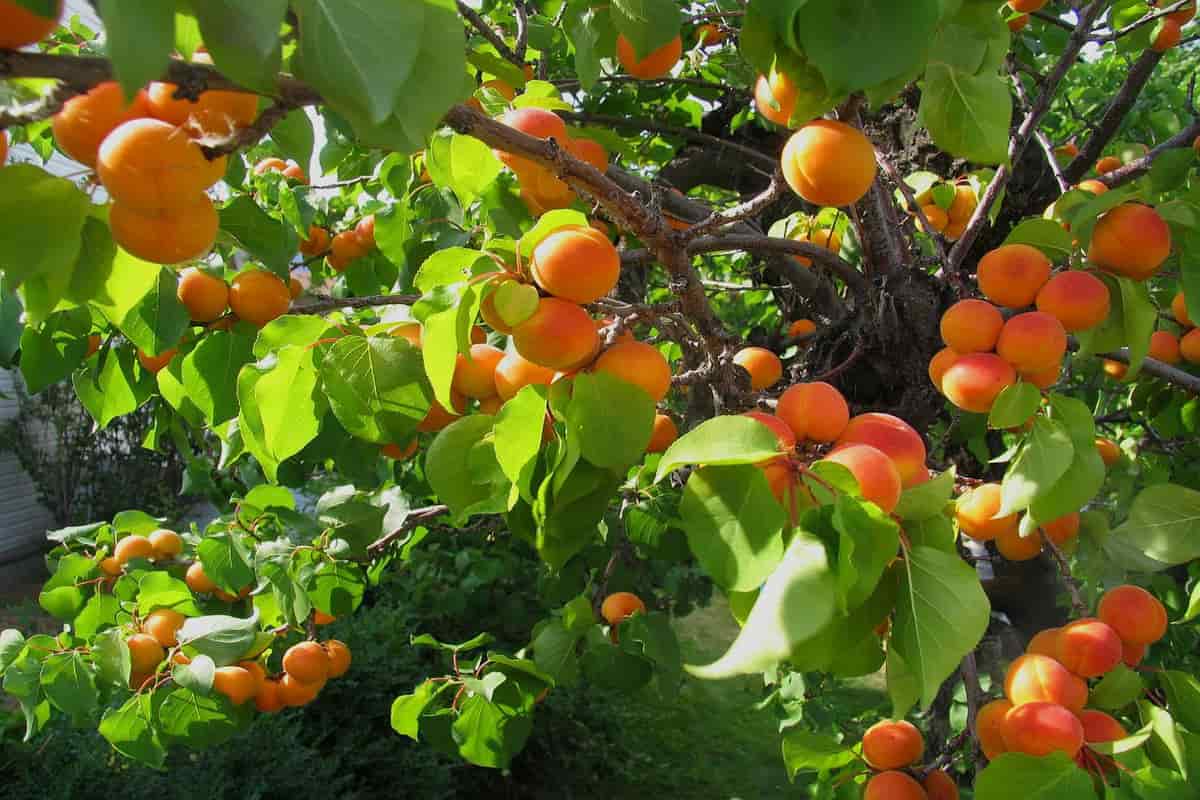 Les fruit abricots bio avec le meilleur prix