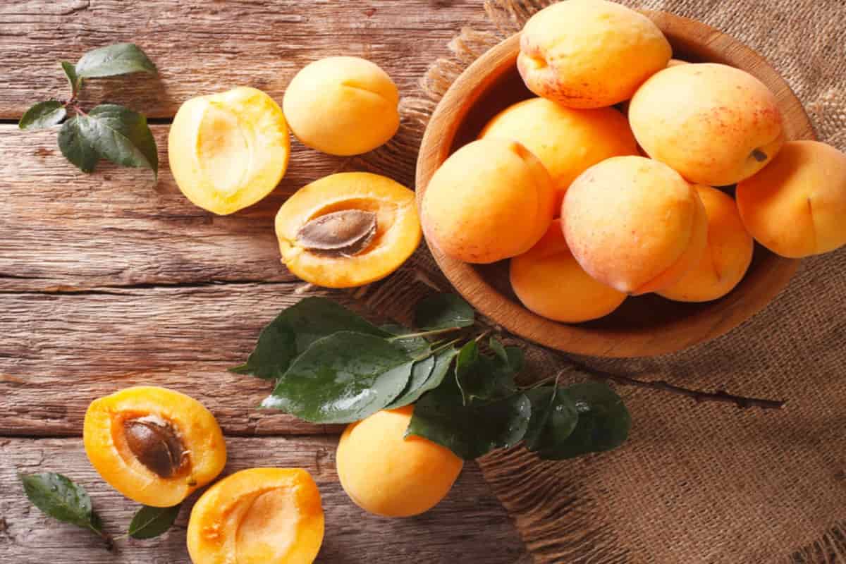 les fruit abricots conserver avec la meilleure qualité