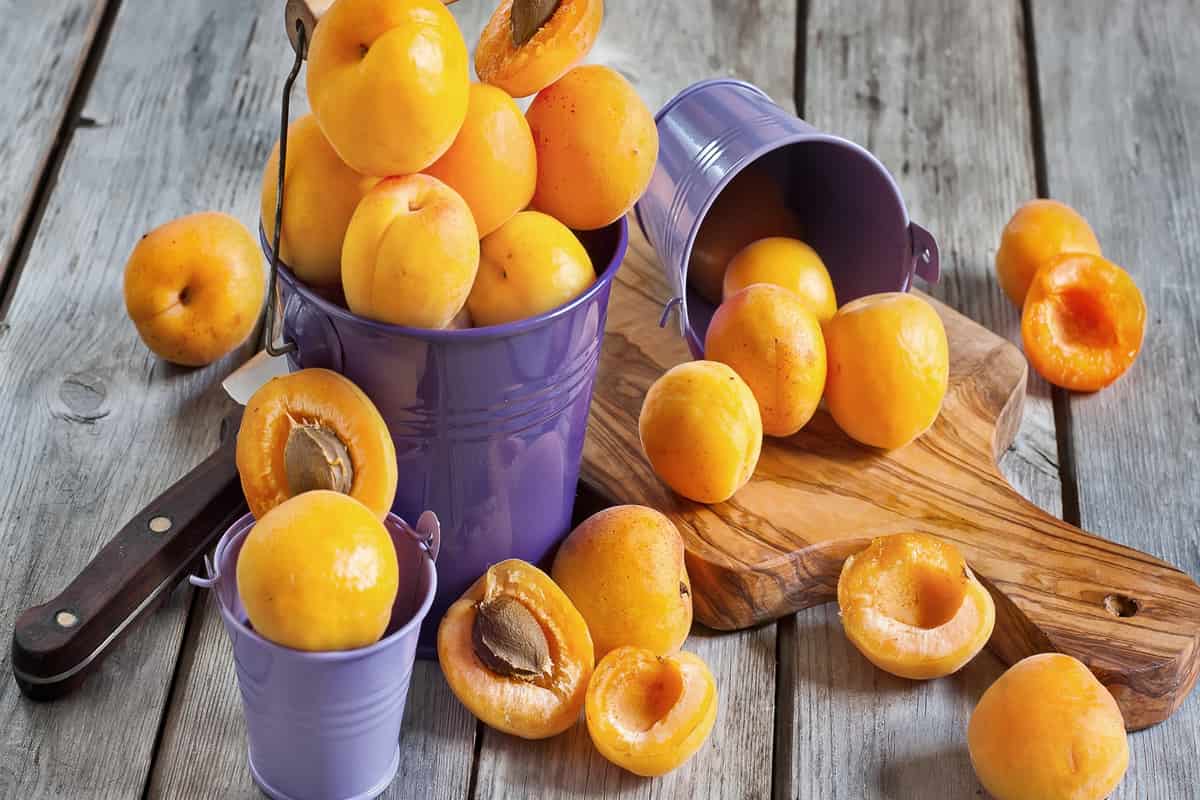 les fruit abricots cueillette et divers types de l’abricot