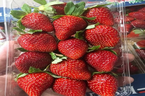fraises du québec 2022 avec le meilleur prix