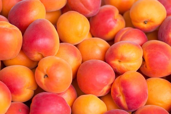 abricot du valais prix 2022 et Abricot du Valais variétés