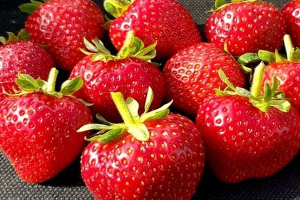 fraises du québec congelées avec la meilleure qualité