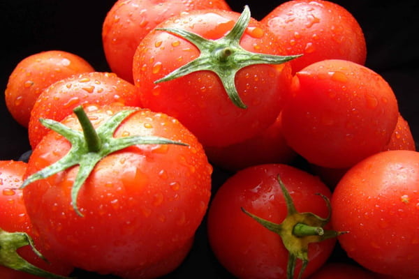 Prix des tomates bio au kilo avec la meilleure qualité