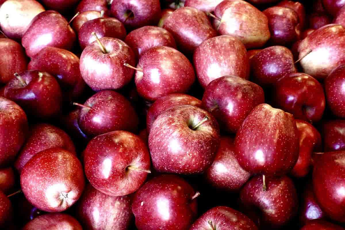 Red Delicious Apple price