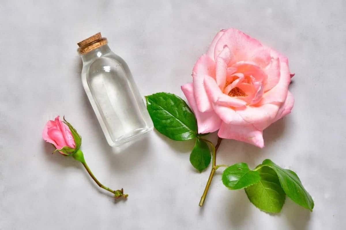 गुलाब जल के क्या फायदे हैं