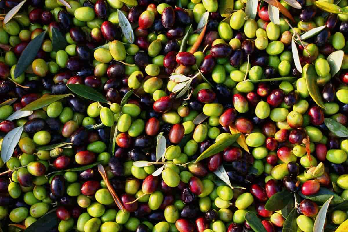 quanti tipi di olive ci sono