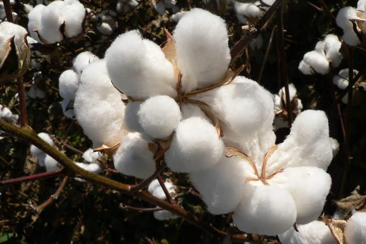 Fornitore di cottone prezzo  online
