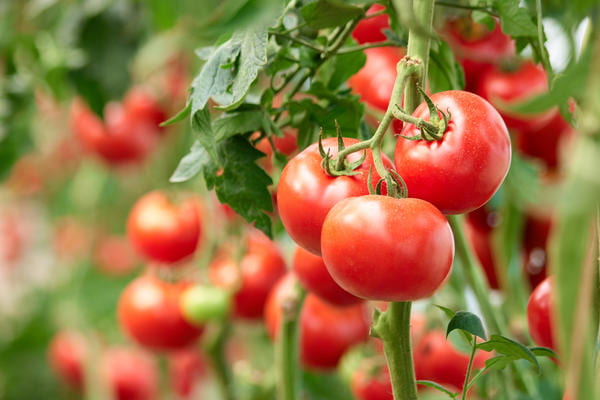 Купить свежие помидоры оптом в москве