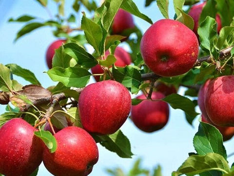 Закупка яблок Гала в корзинах по 10 килограмм